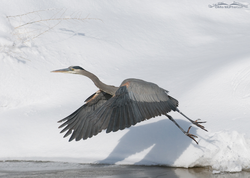 Great Blue Heron lifting off from the snow