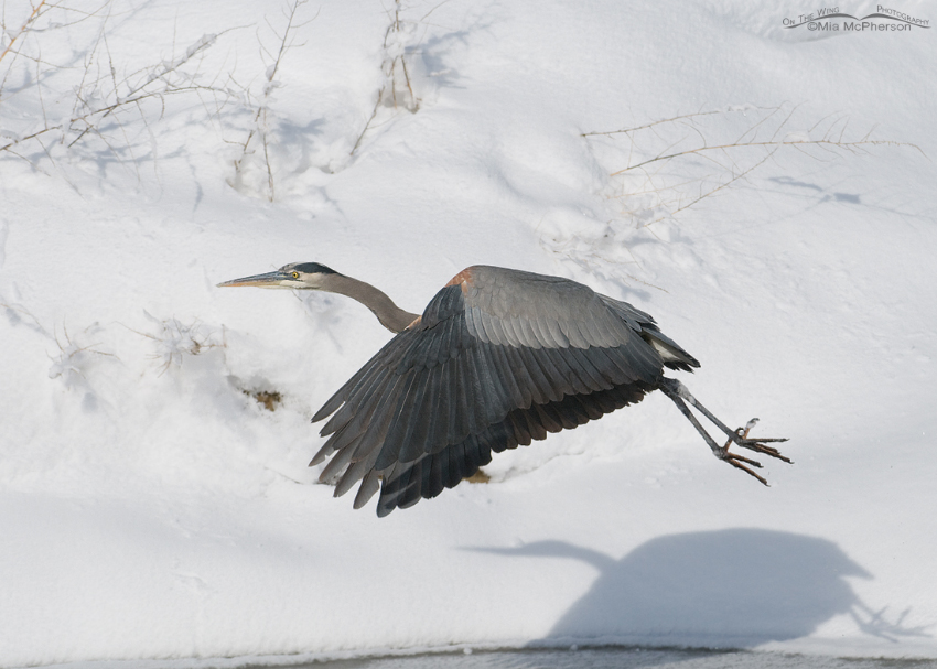Great Blue Heron in flight over the icy covered creek