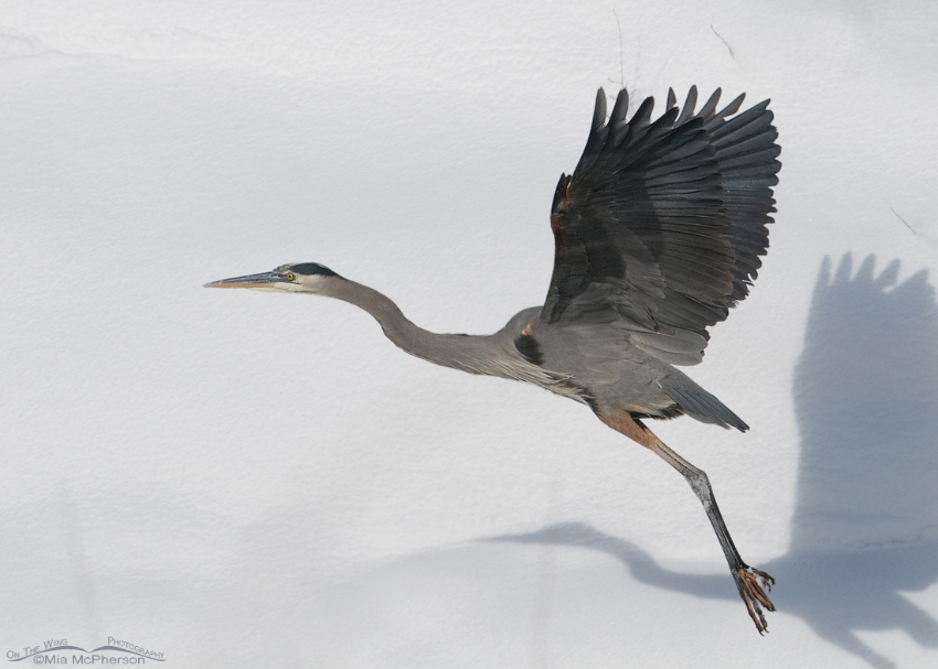 Snowy canvas and a Great Blue Heron, Farmington Bay WMA, Davis County, Utah