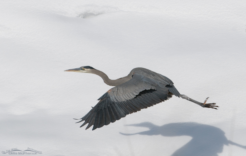 Great Blue Heron flying over the snow
