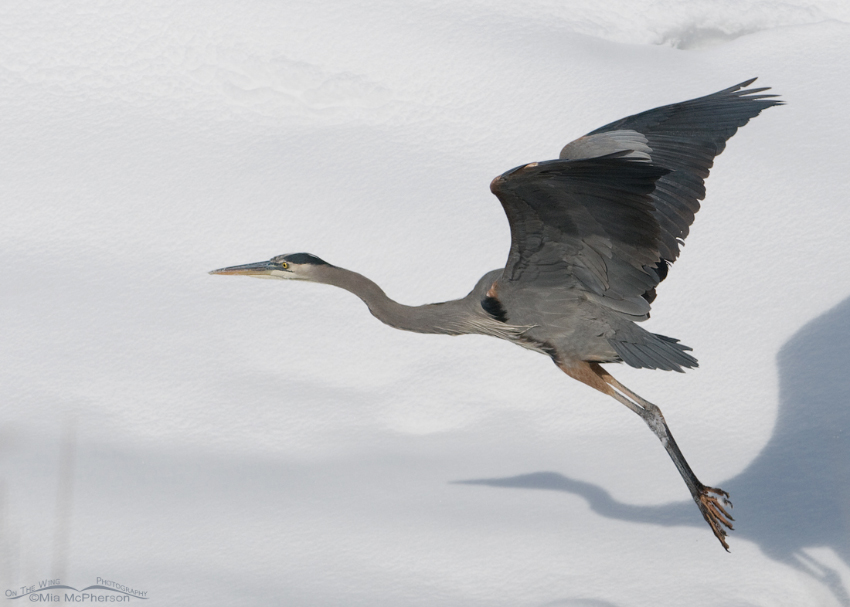 Great Blue Heron on a clear winter day