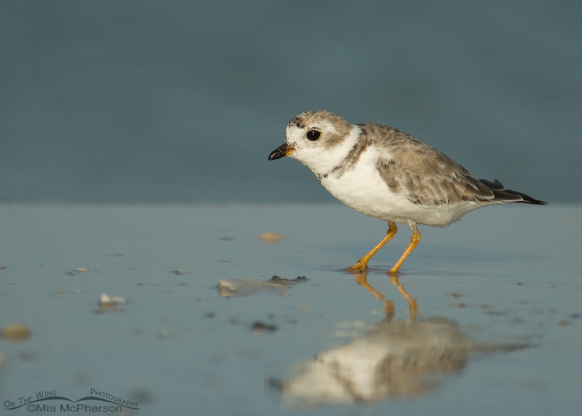 Piping Plover on the shore of the Gulf of Mexico