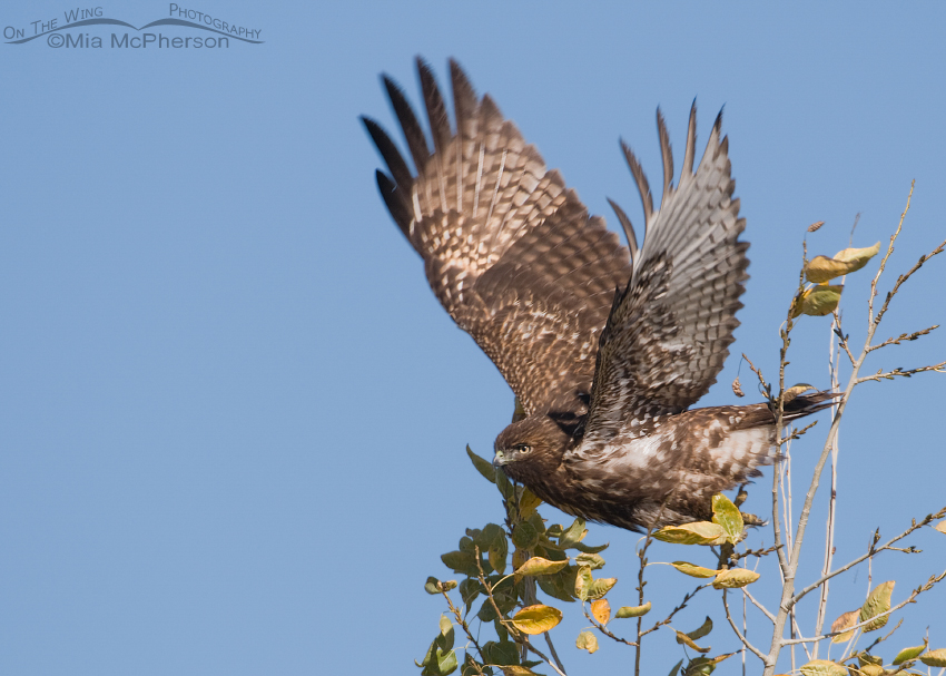 Dark juvenile Red-tailed Hawk lifting off
