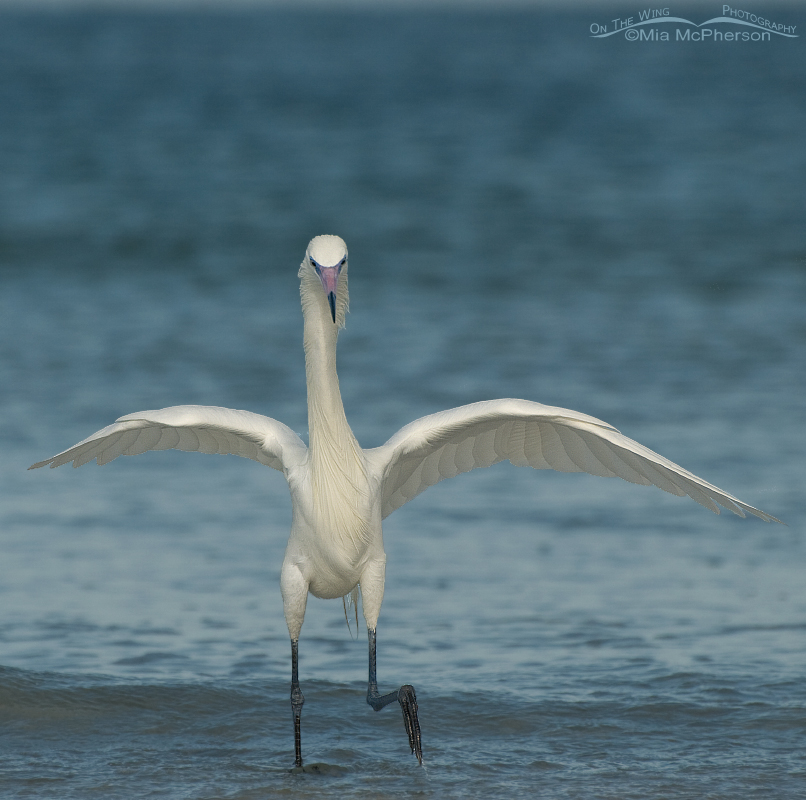 White morph Reddish Egret on the hunt