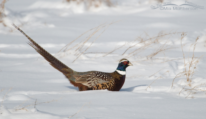 Male Ring-necked Pheasant in the snow