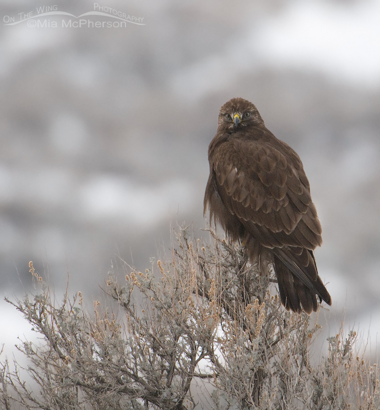 Dark morph Rough-legged Hawk on a dreary winter day