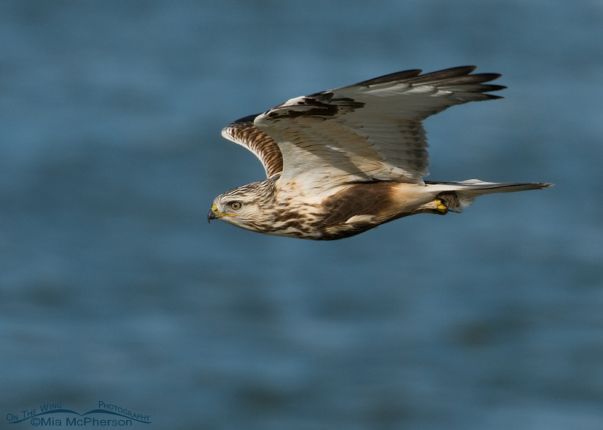 Rough-legged Hawk with a vole in flight over the Great Salt Lake