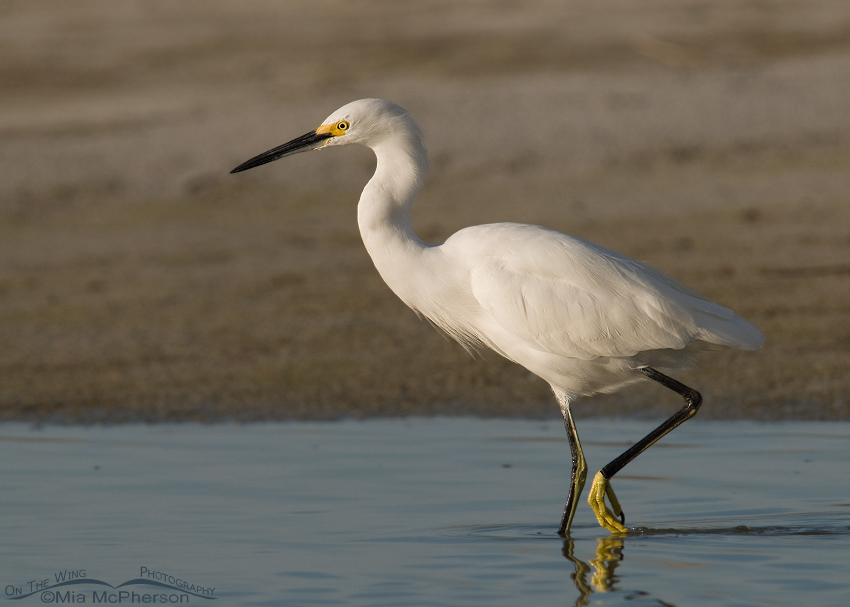 Snowy Egret in a hurry, Fort De Soto County Park, Pinellas County, Florida