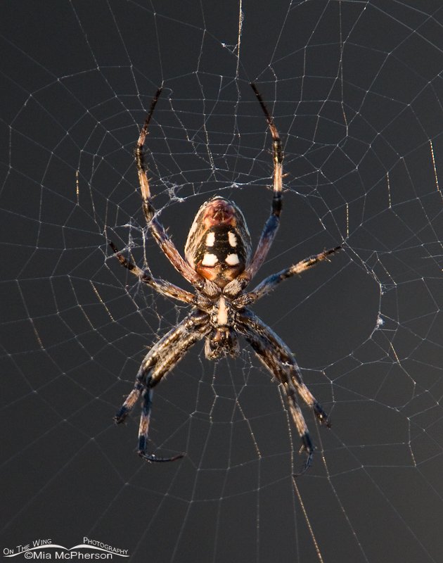 Western Spotted Orbweaver