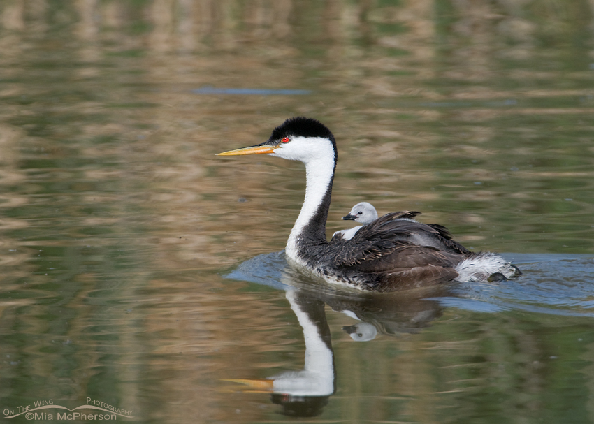 Western Grebe with a chick riding piggyback