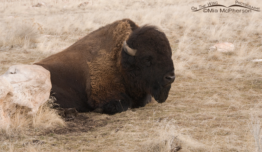 Resting Antelope Island Bison