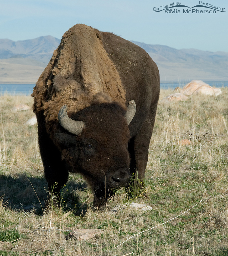 Bison bull grazing