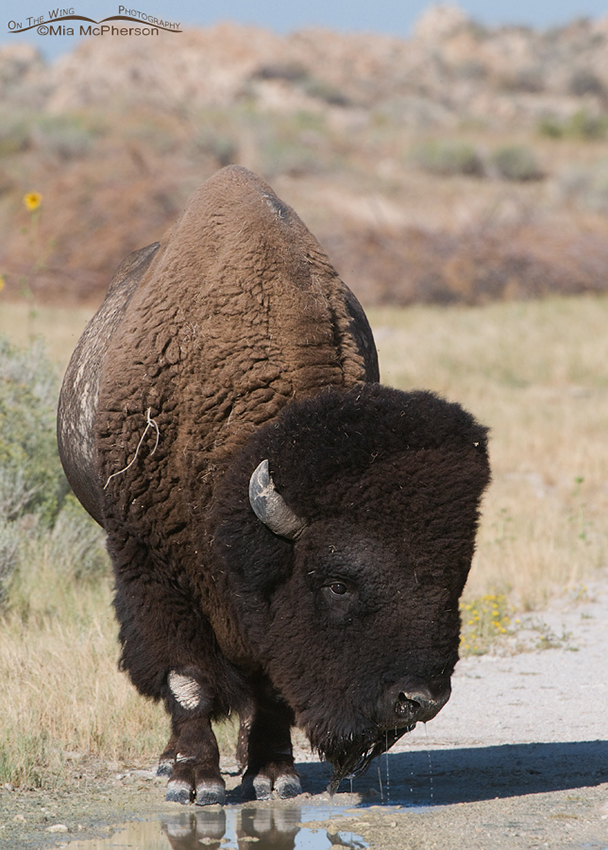 Bison drinking water from a puddle