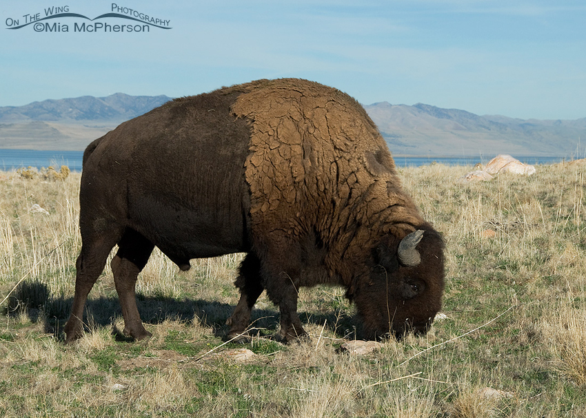 Bison bull grazing with Promontory Point in the background