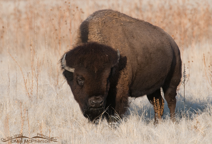 Bison bull grazing in winter grasses