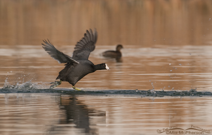 American Coot chasing another Coot