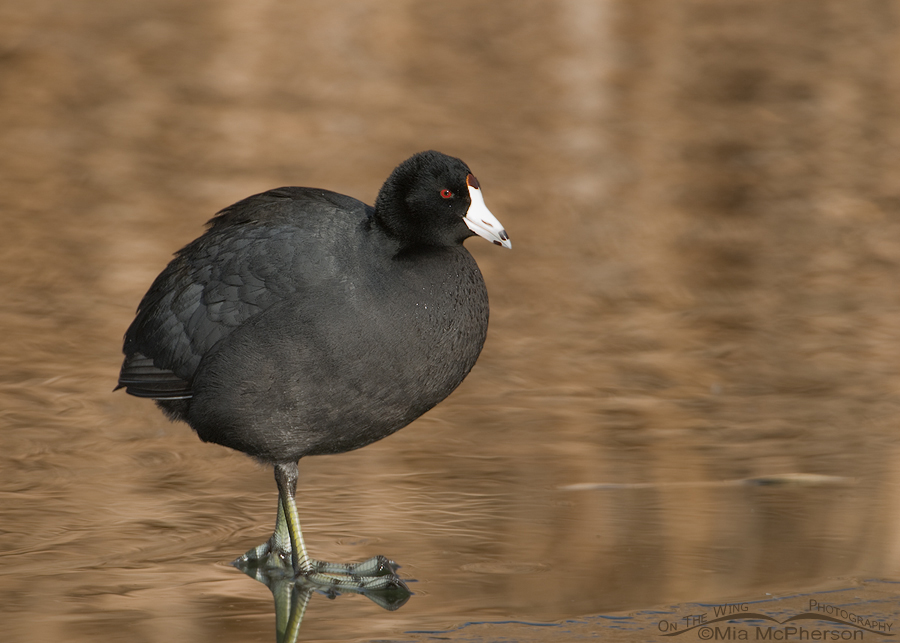 American Coot standing on bronze colored ice and water