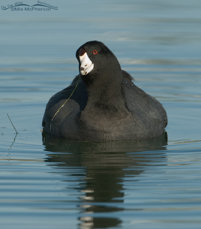 American Coot with tilted head