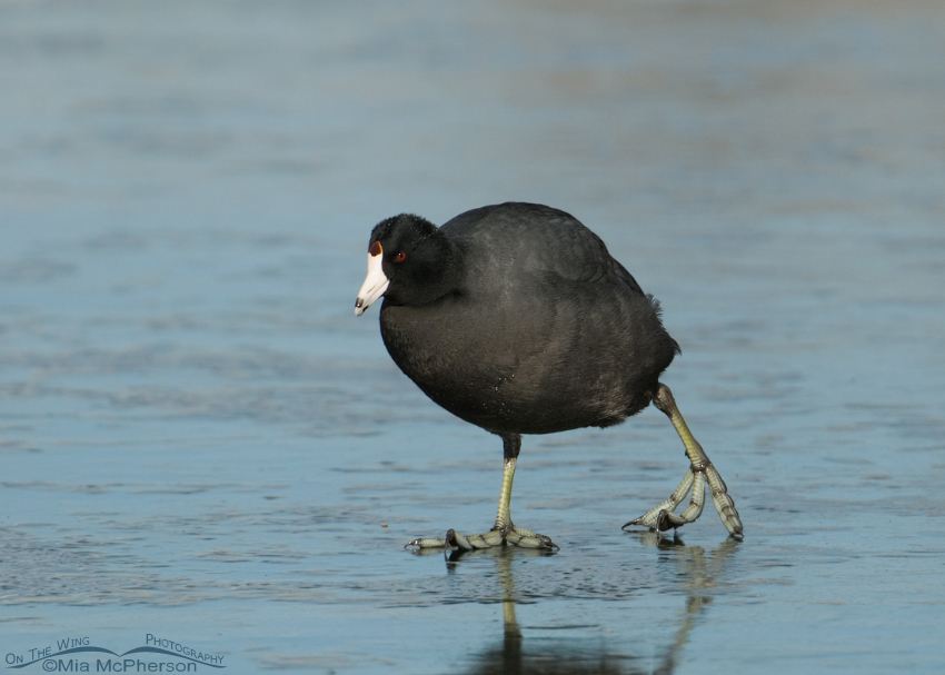 American Coot moving slowly on ice