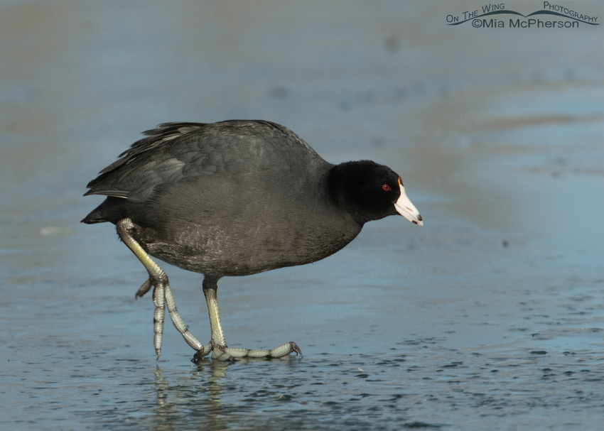 Coot on slippery ice