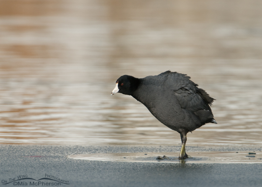 Sinking American Coot