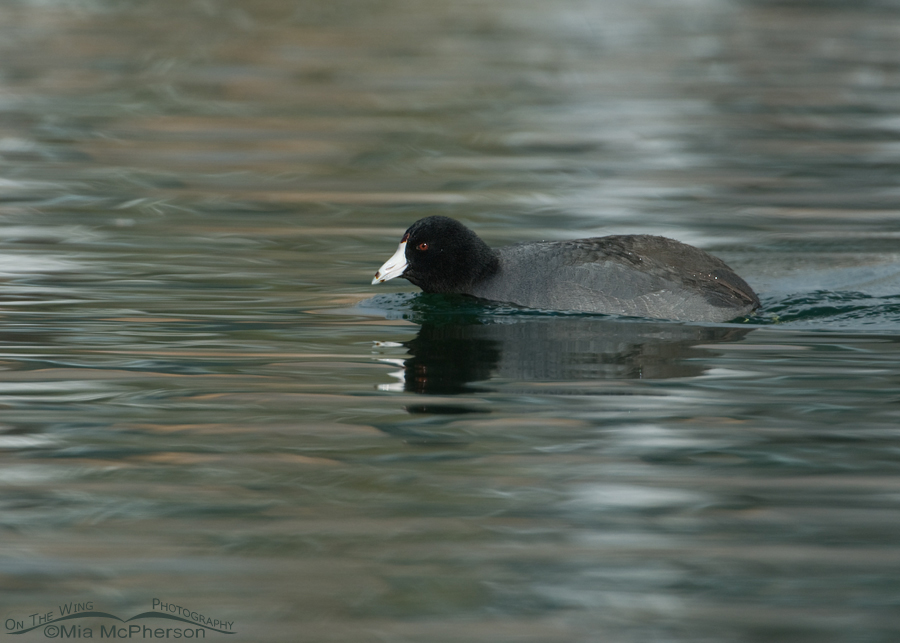 Coot on cold water