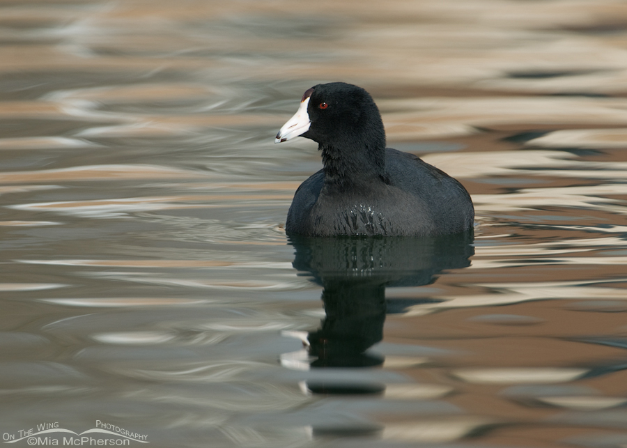 American Coot in silky waters