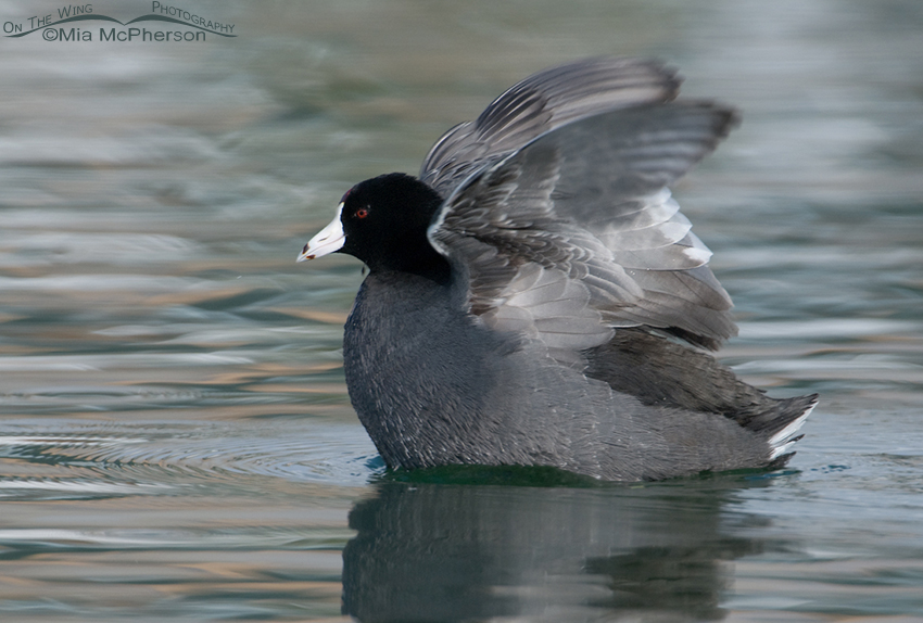 American Coot wing flapping on a winter day
