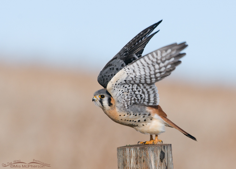 Male American Kestrel lifting off from a post