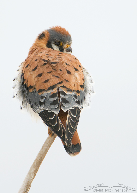Male American Kestrel in low light and snow