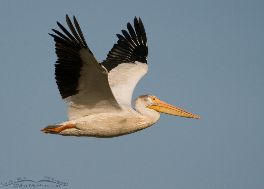Nonbreeding American White Pelican in flight over Bear River MBR