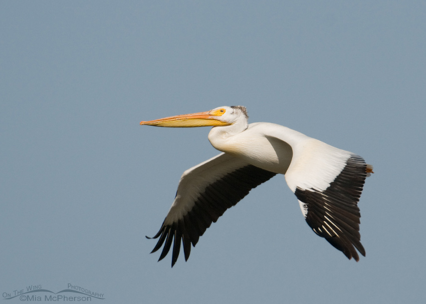 American White Pelican in flight over a marsh
