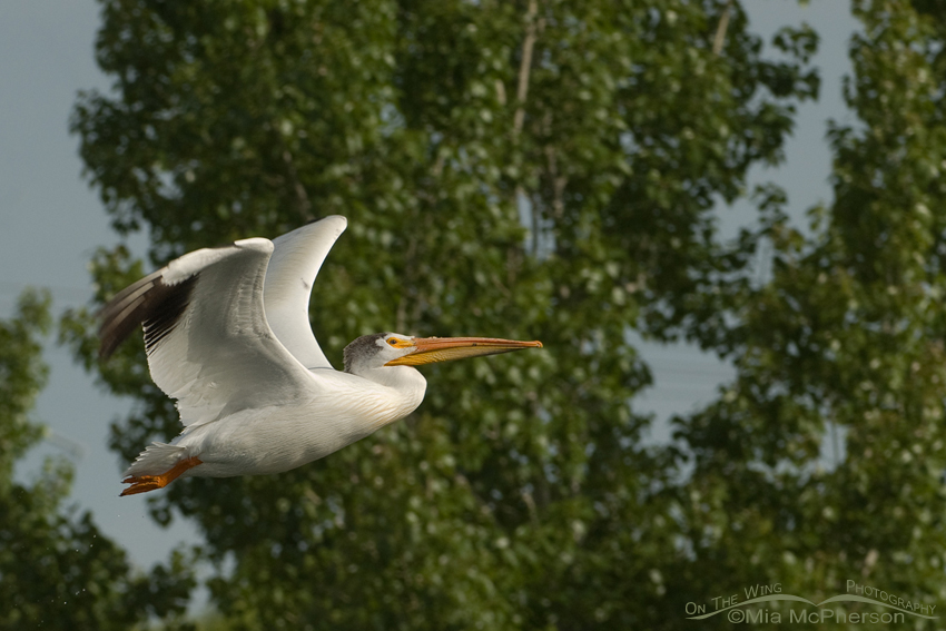 American White Pelican in flight with trees in the background