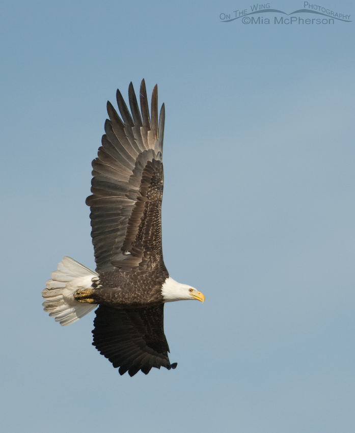 Adult Bald Eagle against blue sky