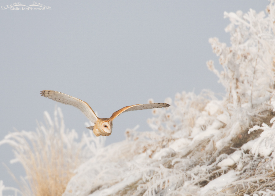 Barn Owl flying near a hill