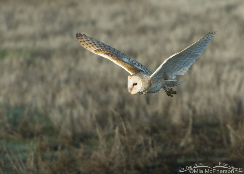 Barn Owl adult in flight