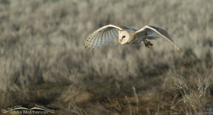 Barn Owl flight pano