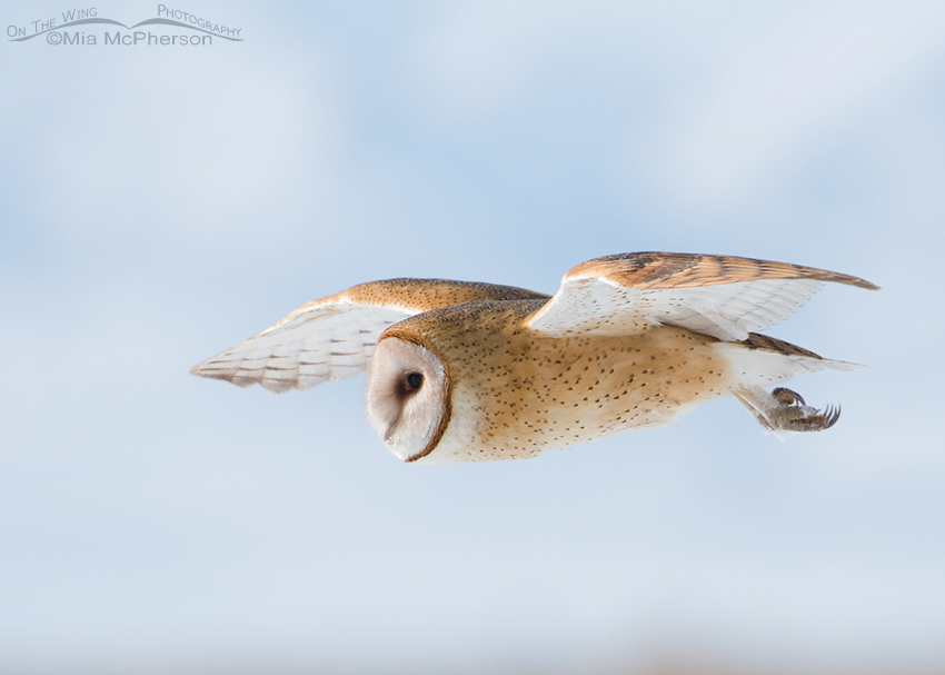 Barn Owl fly by