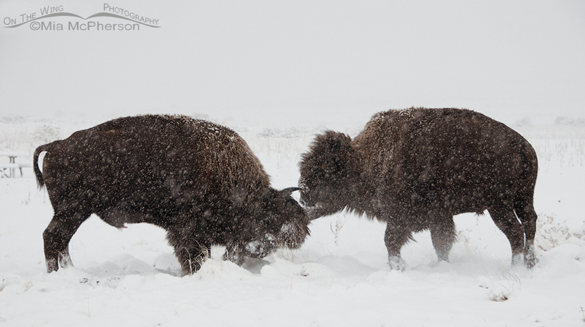 Bison fighting in a snow storm