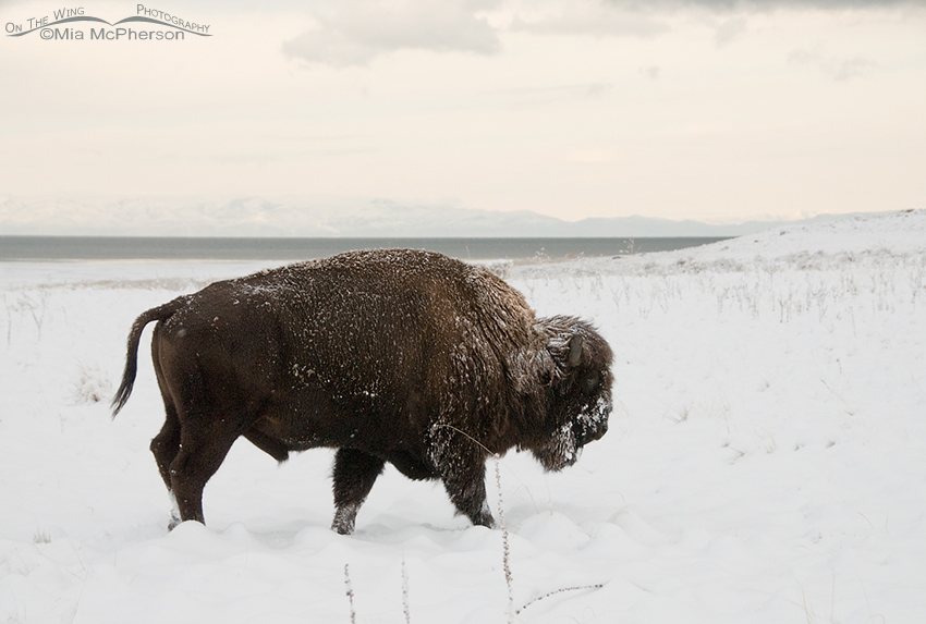 Bison bull on a snowy winter day