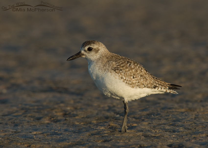 Black-bellied Plover on a tidal mudflat