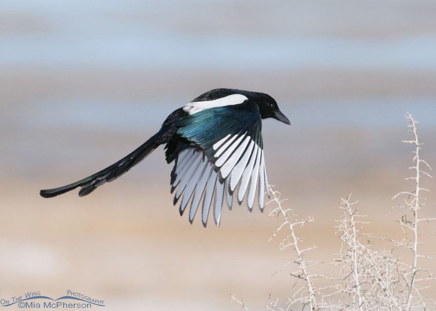 Black-billed Magpie flying towards the nest