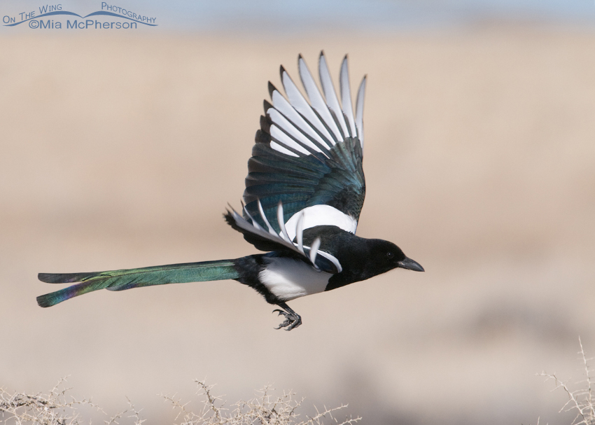 Black-billed Magpie just after lift off