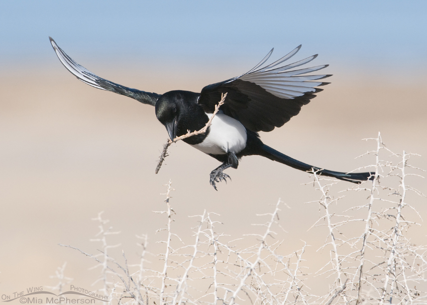 Black-billed Magpie coming in with nesting material