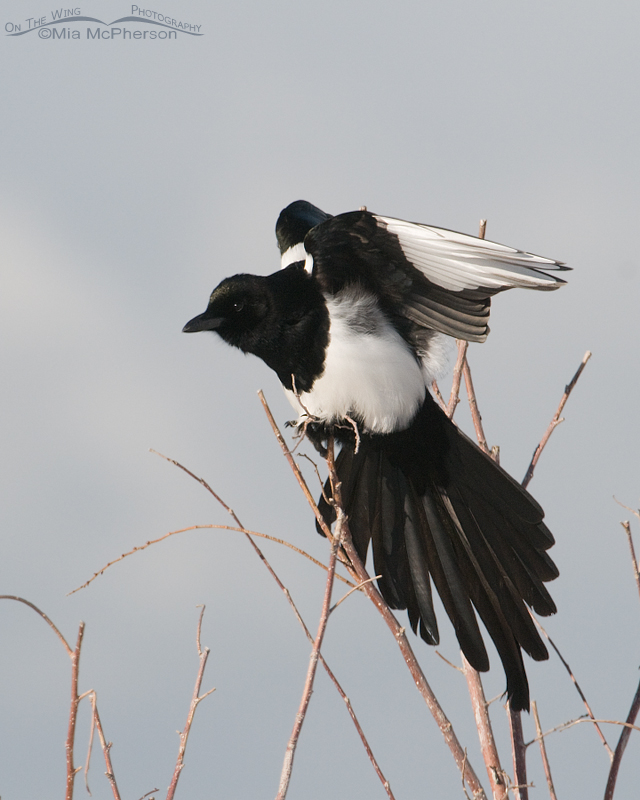 Black-billed Magpie stretching on a winter day