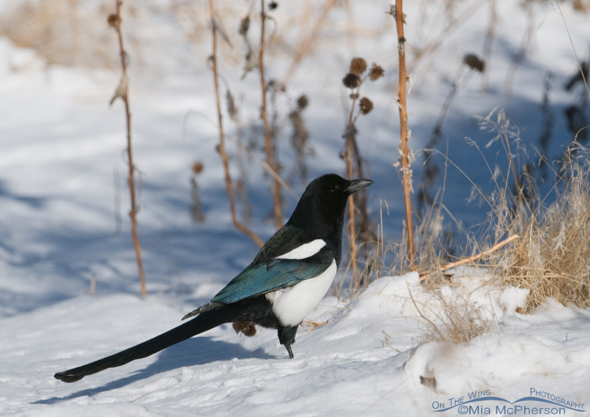 Black-billed Magpie in the snow