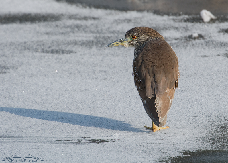 Young Black-crowned Night Heron on ice