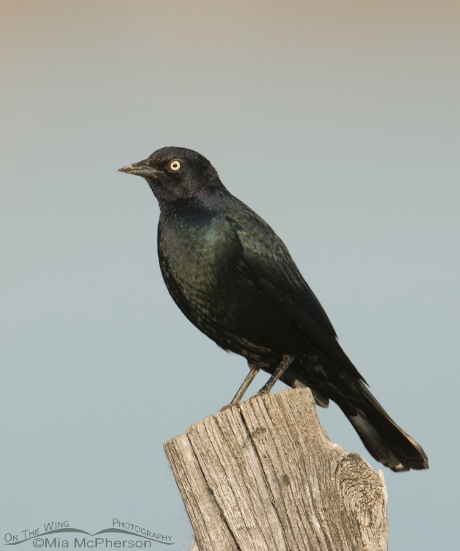 Male Brewer's Blackbird on fence post