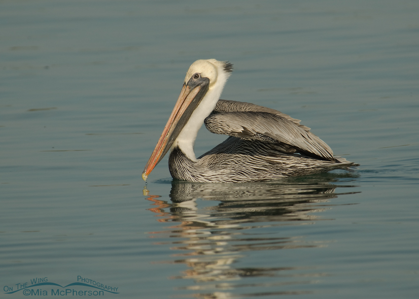 Adult Brown Pelican about to lift off