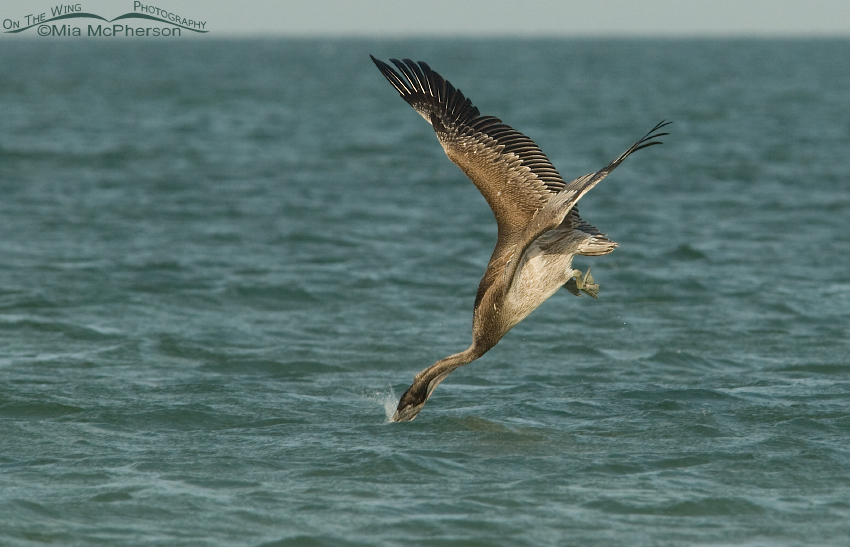 Brown Pelican hitting the water head first
